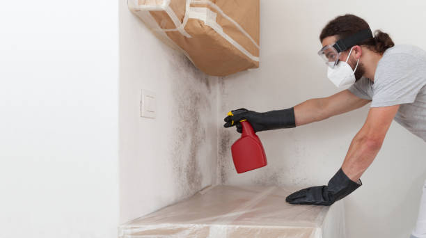 Basement Mold Remediation treatment on basement walls in Rocky Mount